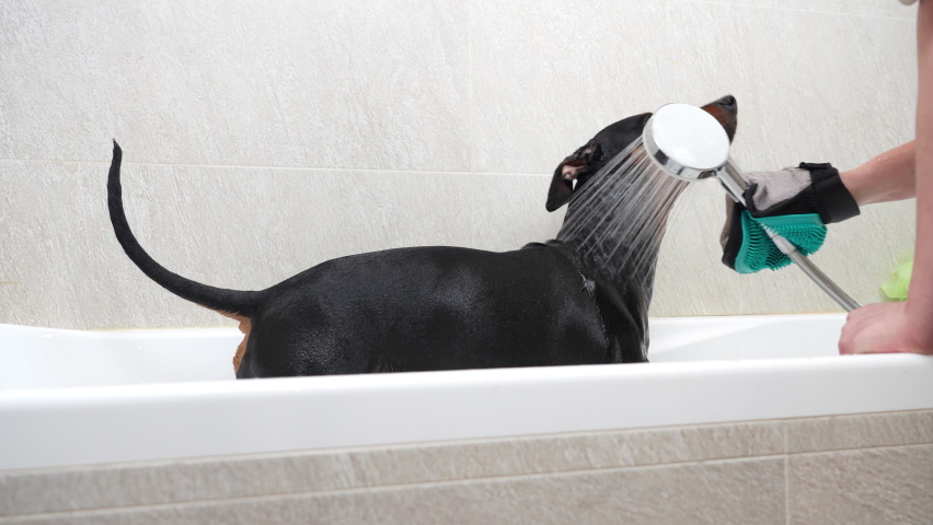 Happy adorable German pinscher  shakes off the water in bathtub, comfortable dog shower and bathing concept. Doberman taking bath. Grooming salon.