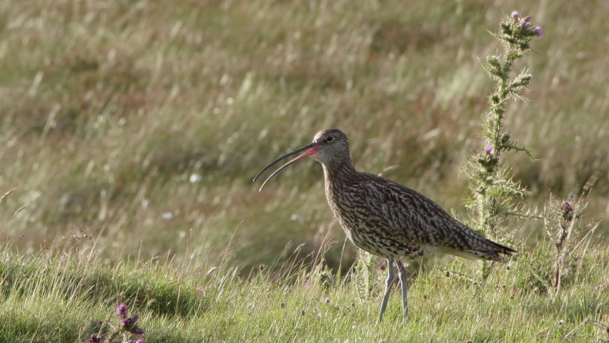 Eurasian curlew on It's upland breeding grounds in the North Pennines Uk Royalty-Free Stock Footage #1092206131