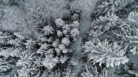 Looking straight down at a frozen forest in winter a tall frosted trees - aerial bird's eye view