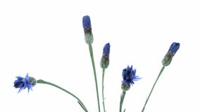 flowers cornflower slowly bloom on a white background. Time lapse.