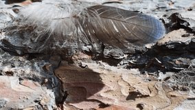 A bird's feather stuck in a pine trunk trembling in the wind, close-up, dollyshot, vertical footage. Detail, forest, wild life, nature concept.