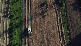 Aerial footage with a combine harvester works on wheat threshing in summer
