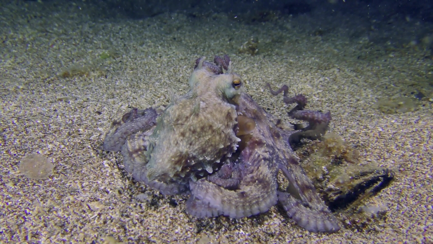 Underwater Scene: Common octopus (Octopus vulgaris) sits on a sandy bottom, then begins to slowly move, and then swims away from the frame. | Shutterstock HD Video #1092212263