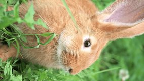 Portrait funny red rabbit on a green young juicy grass in the spring season in the garden with big ears whiskers, close-up. Easter domestic hare eats grass in the meadow. Slow motion, vertical video