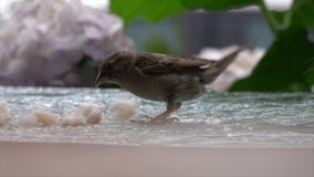 female sparrow eating bread video