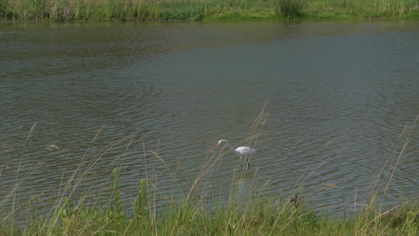 A Great Egret stalking prey at Exploration Green in Clear Lake, Houston Texas.
