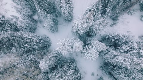 Scenic winter nature, outdoors adventure on Christmas vacation. Winter forest snow pine trees in Colorado mountains landscape, drone shooting 4K footage of cinematic winter background with text space