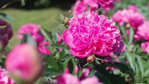 Fragile Angelic Delicate Feeling Touching Peony Stock Footage Video ...