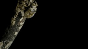 4K time-lapse video of cicada emergence.
Cicada emergence.