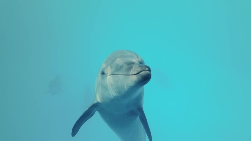 Young curious bottlenose dolphin looks at the camera and smiles - Slow motion. Dolphin Selfie - Close-up Royalty-Free Stock Footage #1092233003