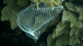 VERTICAL VIDEO: Discarded kitchen plastic storage net shopping hang down of coral reef. Plastic pollution of the ocean. Plastic mesh bag hanging on a beautiful coral reef. Slow motion