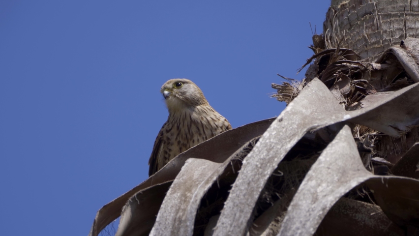 Common Kestrel (Falco tinnunculus) female stands on a palm tree near her nest waiting for food from her male