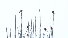 Bullfinches on a bush branches in winter. 4k footage