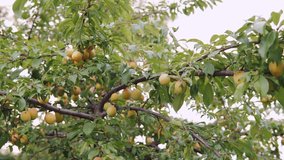 Unripe fruits of wild apricots hang on branches, medium shot 4k resolution video.