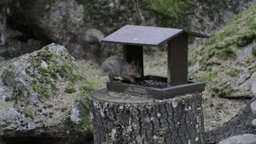 A squirrel in a wooden house on a stump eats seeds. There are stones in the background. Horizontal video