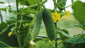 Green cucumbers in a greenhouse close-up