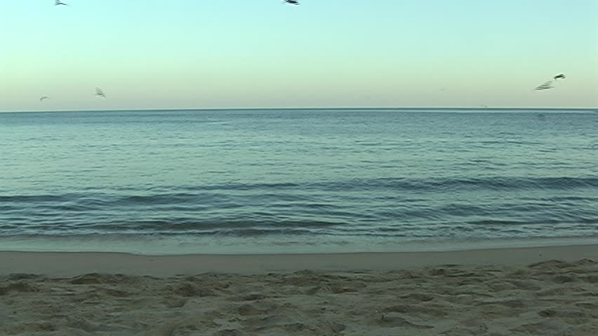 birds fishing at sunset