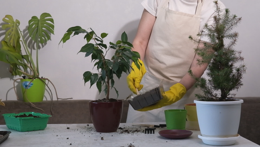 Hands in yellow holding soil in a plastic container pour soil into a brown pot with a flower. Transplanting houseplants. | Shutterstock HD Video #1092251267