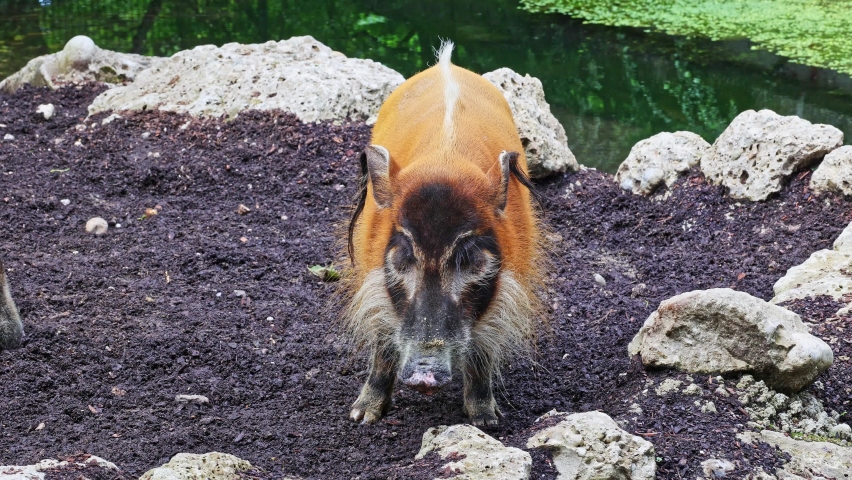 Red river hog, Potamochoerus porcus, also known as the bush pig. This pig has an acute sense of smell to locate food underground.