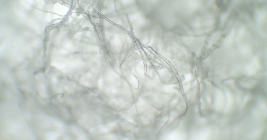 Bright spider web under a microscope. Thriller moving web. White fiber under a scope. Netting textile with floating microscopic germs. Cinematic shot of linen strings. Royalty-Free Stock Footage #1092252171