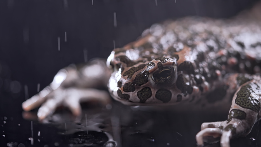 Wild ground toad under rain drops, close-up night shot. Natterjack breathing and looking at camera. Amazing frog blinks eyes, stirs nostrils, macro. Dark background.