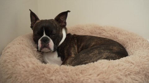 do all boston terriers snore