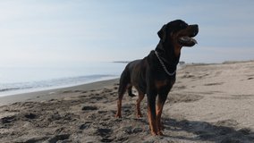 A beautiful proud big dog of the Rottweiler breed sits on a sandy beach against the backdrop of a stormy sea, and looks into the distance. 4K UHD slow-mo video