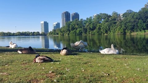 Swans and geese rest peacefully and preen their feathers in the early morning in High Park