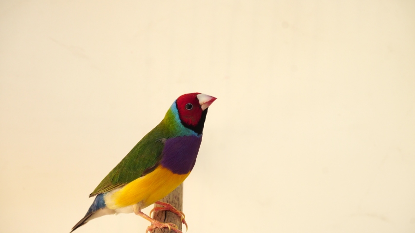 Finches 7color Gouldian Finch, Male Bird Style color Face red chest purple body yellow. bird perching on a branch white background