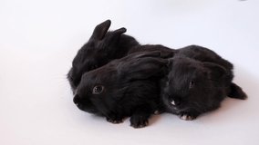 Three small black rabbits isolated on a white background. Hare is the symbol of 2023 according to the eastern calendar. Cute home pet. Holiday gift for Christmas, New Year or Easter. Video footage 4K.