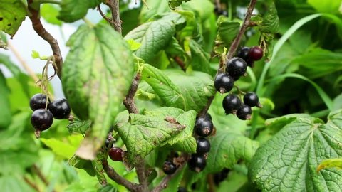 Closeup of black currant bush with ripe berries. Berries of ripe blackcurrants hang on the bush