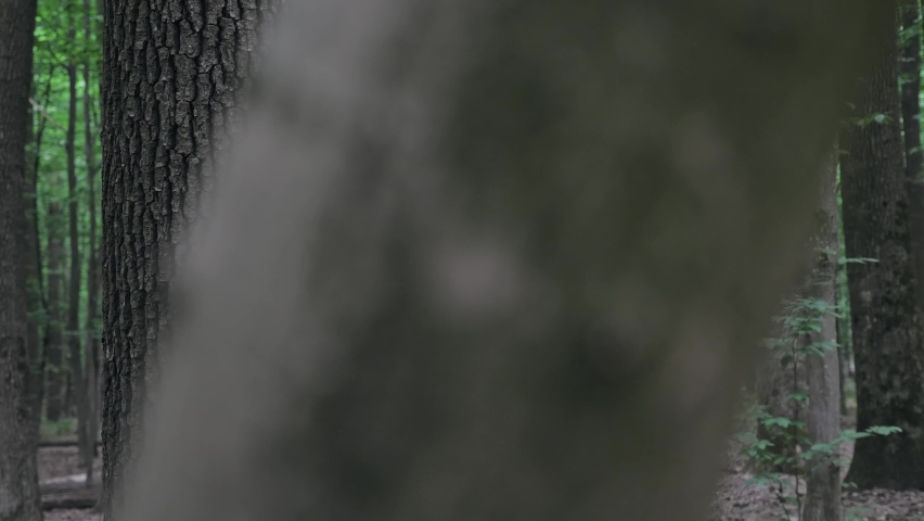 A teenage girl walks herself in the forest. A cute girl in gray jeans and a white t-shirt walks through the forest in summer.