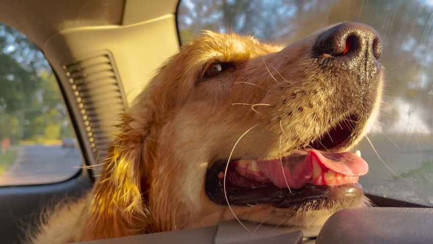 Dog of breed Golden Retriever happily riding in car trunk, panting and has tongue hanging out. Royalty-Free Stock Footage #1092271451