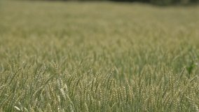Wheat ears swaying from the gentle wind. View of ripening wheat at farm field, close up. Agriculture industry.