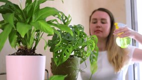 Young woman is spraying the leaves of monstera monkey mask in flower pot. Looking after houseplants - Powered by Shutterstock - Get 15% off with code: PIKWIZARD15