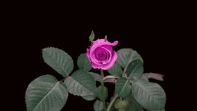 A beautiful pink rose blossoms on a black background. Time lapse, close-up. Wedding background, Valentine's day concept. Timelapse video 4K UHD.