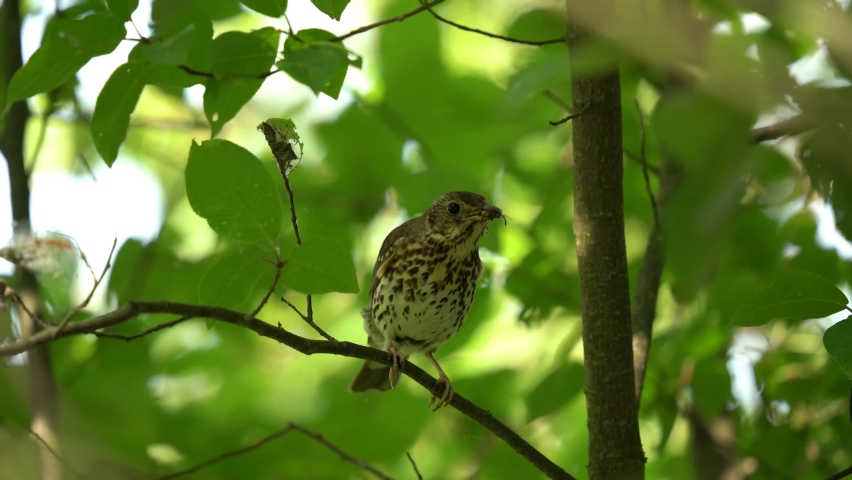The song thrush sits on a branch. The bird holds an insect in its beak and makes disturbing sounds (video with sound). Royalty-Free Stock Footage #1092281829