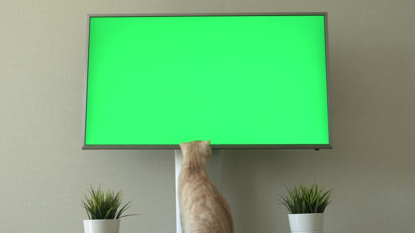 Red cat breed Scottish fold sitting near TV green screen. Advertising of food or goods for cats and kittens. Big chroma key television in the living room. Pet with digital device. Kitten licks Royalty-Free Stock Footage #1092282573