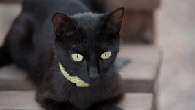 4K video of a black domestic cat wearing a flea collar sitting on a chair while being petted by a small child