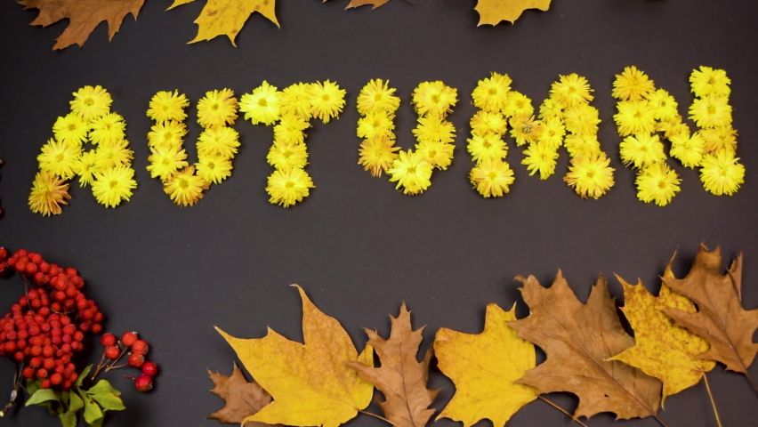 Word Autumn made of yellow heads of chrysanthemums flowers. Autumn maple leaves are flying in the wind. Bunches of red rowan berries on black background. Fall. Flat lay. Copy space. - Powered by Shutterstock - Get 15% off with code: PIKWIZARD15