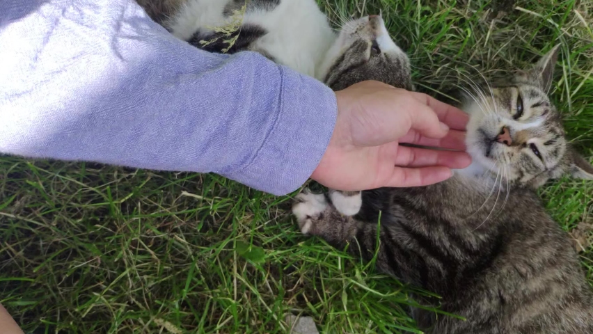 Girl is stroking a two beautiful playful fluffy spotted cats. Female hands caresses adult white gray pets. Two cats lie on the grass on the street of a on a sunny summer day. Royalty-Free Stock Footage #1092284255