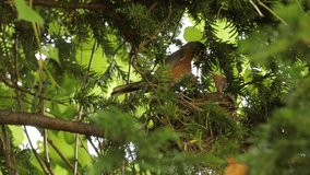 The American robin (Turdus migratorius) a bird that lives in parks, gardens and cities in North America. - Powered by Shutterstock - Get 15% off with code: PIKWIZARD15