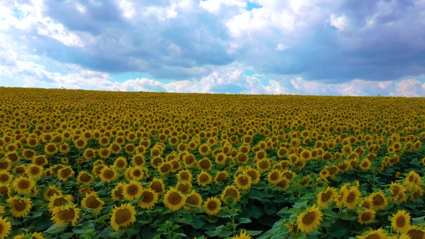A field with blooming sunflowers at sunset. A wonderful summer landscape.