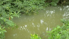 Flooding the forest in rainy season with green plants. Slow moving in swamps with reflection on the water surface.