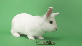 white rabbit on a green background eats food. The hare is jumping. Chrome key easter fluffy bunny. 2023 new year. Happy New Year.