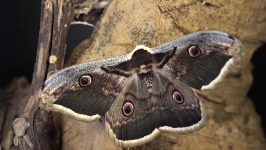 Male of Giant Peacock Moth (Saturnia pyri) on a Rock - Close Up