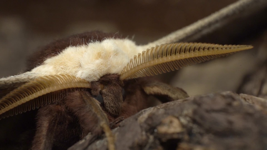 The Male Saturnia Pyri Can Easily Be Recognized By His Comb Shape Antennae
