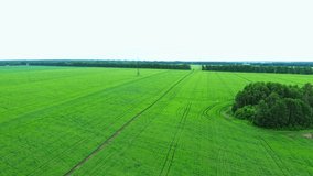Drone flying over green harvest field. Land covered with green grass. Aerial view of agriculture field in countryside.