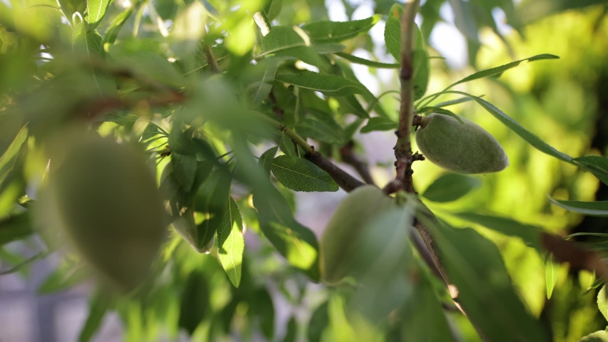 Almond tree close up with fruit hanging . Growing a harvest. Gardening concept Royalty-Free Stock Footage #1092300959