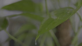 Rain falling on green plant leaf